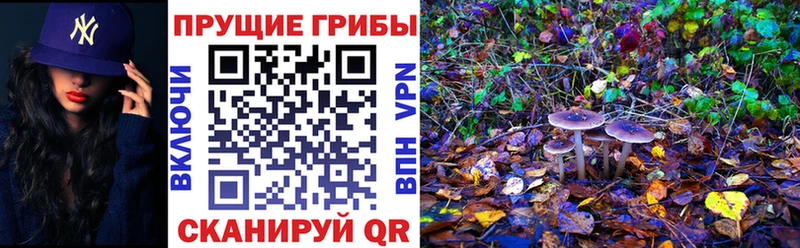 kraken вход  Анапа  Псилоцибиновые грибы Psilocybine cubensis 